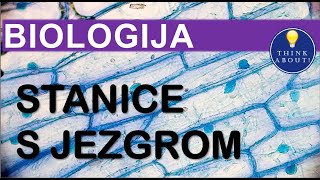 💡 6 STANICE S JEZGROM  pitanja za učenje i ponavljanje 7 razred 💡 [upl. by Lewanna]