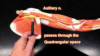 Nerves of the Upper Extremity [upl. by Basset115]