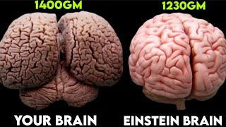 The Extraordinary Brain of Albert Einstein Why Einstein was so intelligent [upl. by Tilney169]