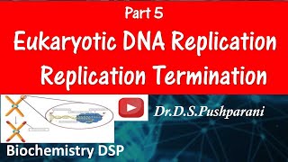 BiochemistryDSP Eukaryotic DNA ReplicationTermination Part 5 DNA ReplicationNucleic acids [upl. by Andromache361]