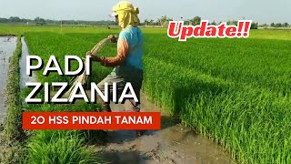 Update Padi ZIZANIA Pindah Tanam🌾😍🥰 [upl. by Noda938]