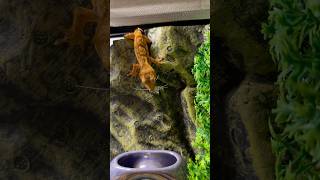 Crested Gecko Feeding at Florida’s Finest Reptiles floridasfinest [upl. by Rhianon]