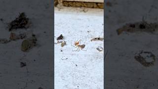 Lepthyphantes Minutus Preys on a False Widow [upl. by Pallaton]