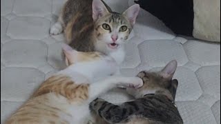 Cute cats family 🥰 😍 play together happily Da po vs Dali nhal vs phi phing [upl. by Chrisoula]