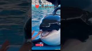 Beautiful Reactions of Whale shorts dolphins whale [upl. by Eitsud328]