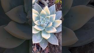 It’s still a mystery to us how these Graptopetalum became variegated 🤔 succulents graptopetalum [upl. by Aciretahs737]