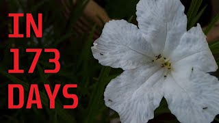 How to grow Ruellia from seed Mexican Petunia [upl. by Alket]