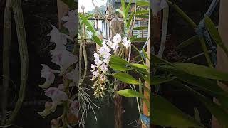 ORCHIDS Aerides lawrenceae [upl. by Imrots]