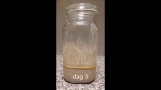 Making a Glutenfree sourdough starter [upl. by Malissia]