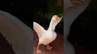 Farm House animals birds ducks parrots [upl. by Neelrahc]