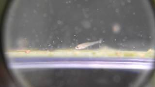 ゾウリムシを食うチェリーバルブの稚魚 Puntius titteya Cherry Barb fry eating Paramecium [upl. by Moreen764]