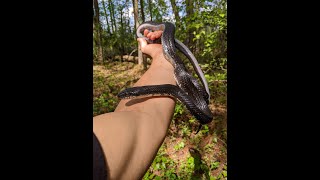 Big Black Rat Snake CatchI Got Chomped shorts [upl. by Damha]