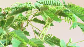 MIMOSA PUDICA MOVEMENTS [upl. by Ernie259]