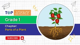 Grade  1 Science  Plants Around Us  Parts of a Plant [upl. by Enirac]