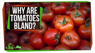 Why Do Tomatoes Taste So Bland [upl. by Dnumsed]