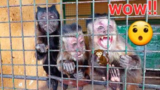 Adorable Bibi Monkey Grooming funny cuteanimals monkey babymonkey viral wildlife funnyanimals [upl. by Sukhum]