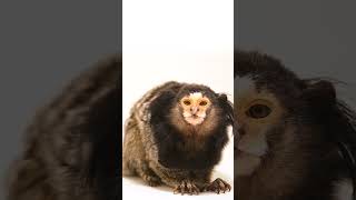 Tufted marmoset [upl. by Alorac]