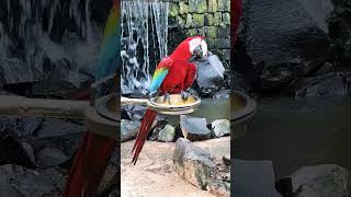 Beautiful bird youtubeshorts wildlife subscribe birds [upl. by Etnaed214]