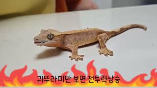 게코 도마뱀 냉동귀뚜라미도 잘먹을까 크레스티드게코도마뱀 크레스티드게코 냉동귀뚜라미먹방내돈내산크리켄 [upl. by Lotty]