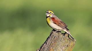 Singing Dickcissel Spiza americana [upl. by Esiouqrut]