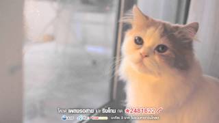 Sqweez Animal สควีซ แอนนิมอล  คำบางคำ Enchanté  OFFICIAL MV [upl. by Nebeur59]