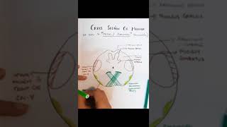 drawwithme seriesmedulla Cross sectional Anatomy At level of Pyramidal Decussation [upl. by Atiek]