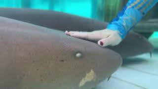 petting sharks Exuma Island Bahamas [upl. by Edahc479]