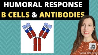 HUMORAL RESPONSE IMMUNITYB cells plasma cells amp antibodies Agglutination of antibodies amp antigens [upl. by Retloc]