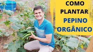 COMO PLANTAR PEPINO ORGÂNICO EM CASA DA FORMA CERTA PROCESSO COMPLETO DO PLANTIO A COLHEITA Ep120 [upl. by Eiramanin329]