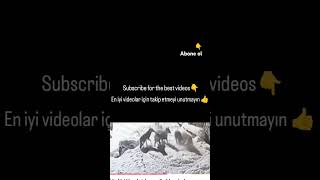 1 KANGAL VS 5 WOLVES kangal wildlife dog dogs pets pet wolf shepherd shorts youtube like [upl. by Ayila713]