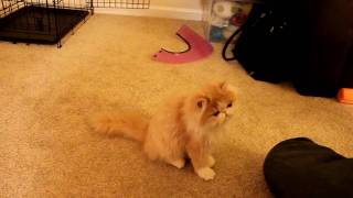 Pet training  Persian kitten Cooper learns dog tricks 貓の訓練 [upl. by Line305]