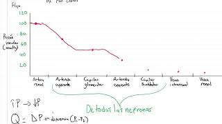 Introducción a la Fisiología Renal  Hemodinamia aplicada a la Nefrona [upl. by Colet]