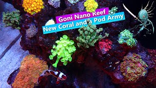 Goni Nano Reef New Goniopora and a Copepod Army [upl. by Nireil]