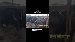 कसा आहे🐎💪🏻💯🔥  buffalo race tending animals sharyat youtubeshort [upl. by Bondon]