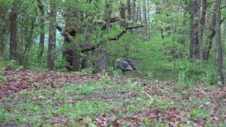 2023 Pennsylvania Turkey Hunt Pt 1 [upl. by Eiramana57]