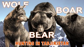 WolfBear amp Wild Boar Hunting in Tadjikistan  Chasse au loup ours et sanglier  2023 [upl. by Nedac]