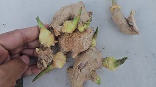 How to Propagate Ginger from scraps Magpatubo ng luya [upl. by Htebazil]