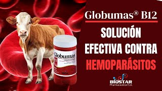 GLOBUMAS B12 SOLUCION EFECTIVA CONTRA HEMOPARÁSITOS [upl. by Feliza]