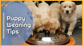 How to Wean Puppies onto Solid Food  Top Tips [upl. by Annairdna]