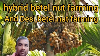 hybrid betel nut farming  desi betel nut farming  Bhalo munafa Ante Paro [upl. by Jasik244]