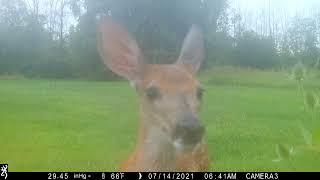 Whitetailed deer fawn sniffs trail camera [upl. by Alesandrini]