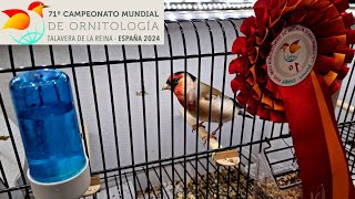 25000 uccelli 🐦🤯🫨 71° Campionato Mondiale di Ornitologia 2024  Talavera de la Reina Spagna 🇪🇸 [upl. by Ylera]