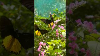 Butterfly in the Park 🦋 butterfly insects animals nature [upl. by Irahk]