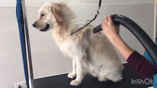 Golden retriever grooming sky [upl. by Hatty]