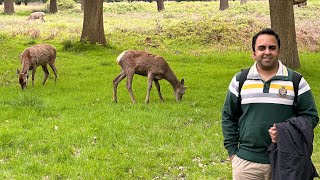 Richmond Park  Deer Park  Isabella Plantation London [upl. by Onfre949]