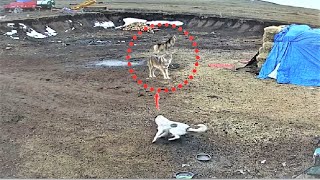 Anatiolian shepherd dog chases off wolves [upl. by Iveel]