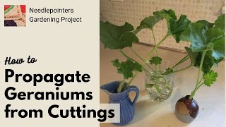 How to Propagate Geranium Plants from Cuttings [upl. by Alset]