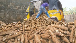 How Tons of Fresh Cassava are Harvested and Processed in Nigeria [upl. by Abdulla]