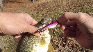 Jenko Shinobi Shad Crappie Sypbait [upl. by Bebe160]