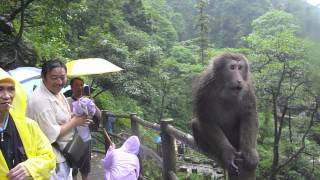 Wild monkey attacking tourists in Mt Emei China HD [upl. by Nyahs]